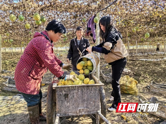 衡山白果动态：湖南衡山最新白果资讯速递